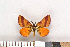  ( - NHMO-07008)  @12 [ ] Unspecified (default): All Rights Reserved  Unspecified Unspecified