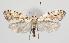  (Acrolepiinae - NHMO-07027)  @15 [ ] CreativeCommons - Attribution Non-Commercial Share-Alike (2015) Unspecified University of Oslo, Natural History Museum