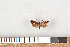 ( - NHMO-07048)  @12 [ ] Unspecified (default): All Rights Reserved  Unspecified Unspecified