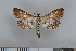  (Elophila nymphaeata - NHMO-08176)  @15 [ ] Unspecified (default): All Rights Reserved  Unspecified Unspecified