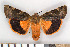  (Noctua fimbriata - NHMO-08244)  @15 [ ] Unspecified (default): All Rights Reserved  Unspecified Unspecified