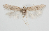  (Scrobipalpa obsoletella - NHMO-08247)  @13 [ ] Unspecified (default): All Rights Reserved  Unspecified Unspecified