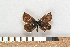  ( - NHMO Lep09001)  @12 [ ] Unspecified (default): All Rights Reserved  Unspecified Unspecified