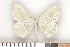  ( - NHMO Lep09054)  @13 [ ] Unspecified (default): All Rights Reserved  Unspecified Unspecified
