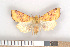  (Cirrhia icteritia - NHMO Lep09083)  @15 [ ] Unspecified (default): All Rights Reserved  Unspecified Unspecified