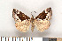  ( - NHMO-2011.079)  @14 [ ] Unspecified (default): All Rights Reserved  Unspecified Unspecified