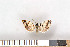  ( - NHMO-2011.099)  @12 [ ] Unspecified (default): All Rights Reserved  Unspecified Unspecified