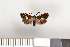  ( - NHMO-2011.110)  @13 [ ] Unspecified (default): All Rights Reserved  Unspecified Unspecified