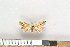  ( - NHMO-2011.134)  @12 [ ] Unspecified (default): All Rights Reserved  Unspecified Unspecified