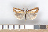  ( - NHMO-2011.197)  @13 [ ] Unspecified (default): All Rights Reserved  Unspecified Unspecified