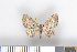  ( - NHMO-2011.215)  @12 [ ] Unspecified (default): All Rights Reserved  Unspecified Unspecified