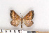  ( - NHMO-2011.218)  @13 [ ] Unspecified (default): All Rights Reserved  Unspecified Unspecified