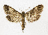  ( - NHMO-DAR-12674)  @13 [ ] CreativeCommons - Attribution Non-Commercial Share-Alike (2017) Unspecified University of Oslo, Natural History Museum