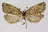  ( - NHMO-DAR-3917)  @13 [ ] No Rights Reserved (2014) Arild Johnsen University of Oslo, Natural History Museum