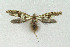  ( - NHMO-DAR-3933)  @12 [ ] No Rights Reserved (2014) Arild Johnsen University of Oslo, Natural History Museum