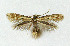  ( - NHMO-DAR-3941)  @14 [ ] No Rights Reserved (2014) Arild Johnsen University of Oslo, Natural History Museum