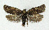  ( - NHMO-DAR-3958)  @14 [ ] No Rights Reserved (2014) Arrild Johnsen Natural history museum, University of Oslo