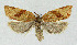  ( - NHMO-DAR-3968)  @14 [ ] No Rights Reserved (2014) Arrild Johnsen Natural history museum, University of Oslo