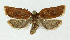  ( - NHMO-DAR-3969)  @14 [ ] No Rights Reserved (2014) Arrild Johnsen Natural history museum, University of Oslo
