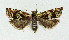  ( - NHMO-DAR-3989)  @15 [ ] No Rights Reserved (2014) Arrild Johnsen Natural history museum, University of Oslo
