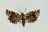  ( - NHMO-DAR-3990)  @14 [ ] No Rights Reserved (2014) Arrild Johnsen Natural history museum, University of Oslo