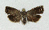  ( - NHMO-DAR-3994)  @13 [ ] No Rights Reserved (2014) Arrild Johnsen Natural history museum, University of Oslo