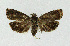 ( - NHMO-DAR-3995)  @13 [ ] No Rights Reserved (2014) Arrild Johnsen Natural history museum, University of Oslo