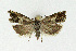  ( - NHMO-DAR-3996)  @14 [ ] No Rights Reserved (2014) Arrild Johnsen Natural history museum, University of Oslo