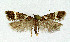  ( - NHMO-DAR-4008)  @13 [ ] No Rights Reserved (2014) Arrild Johnsen Natural history museum, University of Oslo