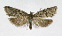  ( - NHMO-DAR-4016)  @14 [ ] No Rights Reserved (2014) Arrild Johnsen Natural history museum, University of Oslo