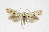  ( - NHMO-DAR-4027)  @13 [ ] No Rights Reserved (2014) Arrild Johnsen Natural history museum, University of Oslo