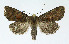  ( - NHMO-DAR-4055)  @14 [ ] No Rights Reserved (2014) Arrild Johnsen Natural history museum, University of Oslo