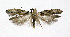  ( - NHMO-DAR-4076)  @13 [ ] No Rights Reserved (2014) Arrild Johnsen Natural history museum, University of Oslo