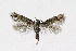  ( - NHMO-DAR-4077)  @13 [ ] No Rights Reserved (2014) Arrild Johnsen Natural history museum, University of Oslo