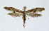  ( - NHMO-DAR-4098)  @13 [ ] No Rights Reserved (2014) Arrild Johnsen Natural history museum, University of Oslo