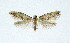  ( - NHMO-DAR-4102)  @14 [ ] No Rights Reserved (2014) Arrild Johnsen Natural history museum, University of Oslo