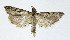  ( - NHMO-DAR-4113)  @13 [ ] No Rights Reserved (2014) Arrild Johnsen Natural history museum, University of Oslo