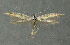  ( - NHMO-DAR-4145)  @12 [ ] Copyright (2015) Unspecified University of Oslo, Natural History Museum