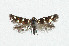  (Stephensia - NHMO-DAR-5112)  @14 [ ] Copyright (2015) Unspecified University of Oslo, Natural History Museum