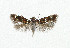  ( - NHMO-DAR-5123)  @13 [ ] Copyright (2015) Unspecified University of Oslo, Natural History Museum