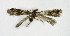  ( - NHMO-DAR-6321)  @13 [ ] Copyright (2015) Unspecified University of Oslo, Natural History Museum