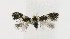  ( - NHMO-DAR-6328)  @13 [ ] Copyright (2015) Unspecified University of Oslo, Natural History Museum