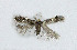  (Ectoedemia arcuatella - NHMO-DAR-6335)  @13 [ ] Copyright (2015) Unspecified University of Oslo, Natural History Museum