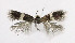  ( - NHMO-DAR-6339)  @12 [ ] Copyright (2015) Unspecified University of Oslo, Natural History Museum