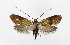  ( - NHMO-DAR-6350)  @11 [ ] Copyright (2015) Unspecified University of Oslo, Natural History Museum
