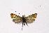  ( - NHMO-DAR-6351)  @13 [ ] Copyright (2015) Unspecified University of Oslo, Natural History Museum