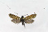  ( - NHMO-DAR-6352)  @14 [ ] Copyright (2015) Unspecified University of Oslo, Natural History Museum