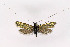  ( - NHMO-DAR-6353)  @13 [ ] Copyright (2015) Unspecified University of Oslo, Natural History Museum