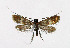  (Cauchas fibulella - NHMO-DAR-6355)  @14 [ ] Copyright (2015) Unspecified University of Oslo, Natural History Museum