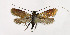  ( - NHMO-DAR-6356)  @14 [ ] Copyright (2015) Unspecified University of Oslo, Natural History Museum